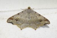 Macaria alternata