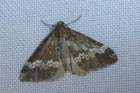 Perizoma alchemillata