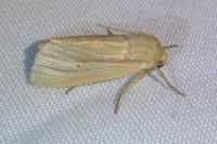 Mythimna impura