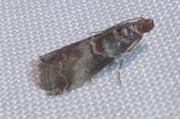 Acrobasis advenella