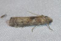 Phycita roborella