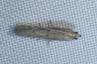Phycitodes
