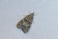 Eudonia mercurella