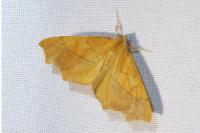 Ennomos quercinaria