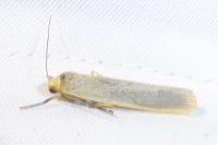 Eilema caniola