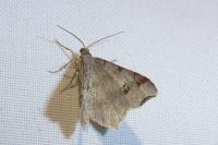 Macaria alternata