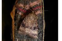 Amphipyra pyramidea