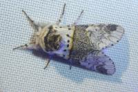Furcula furcula