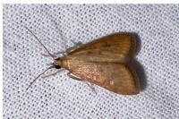 Udea ferrugalis