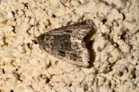 Deltote pygarga