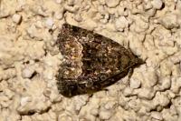Deltote pygarga