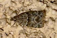 Eudonia mercurella
