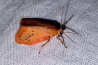 Miltochrista miniata