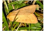 Mythimna vitellina