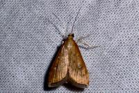 Udea ferrugalis