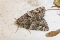 Catocala promissa