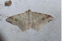 Macaria alternata
