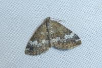Perizoma alchemillata