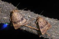 Amphipyra pyramidea