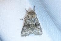 Hecatera bicolorata