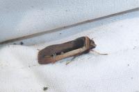 Ochropleura leucogaster