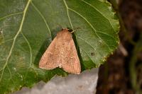 Mythimna ferrago