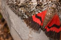 Catocala sponsa