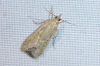 Euchromius ocellea