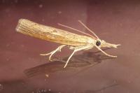 Pediasia contaminella