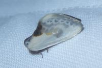 Cilix glaucata