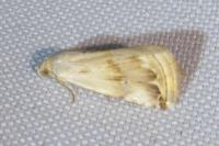 Eublemma ostrina