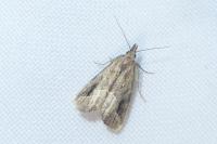 Schrankia costaestrigalis