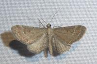 Eupithecia simpliciata