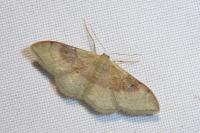 Idaea degeneraria