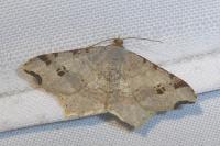 Macaria alternata