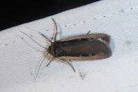 Ochropleura leucogaster