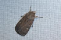 Xestia xanthographa