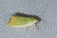 Earias clorana