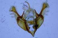Caradrina aspersa