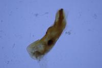 Caradrina aspersa