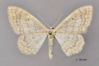 Idaea deversaria