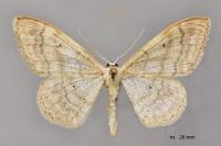 Idaea deversaria
