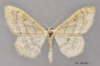 Idaea deversaria