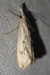 Catoptria falsella