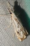 Catoptria falsella