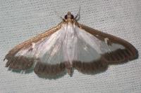 Cydalima perspectalis