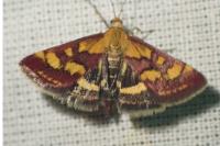 Pyrausta aurata