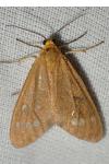 Dysauxes ancilla