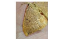 Watsonalla uncinula