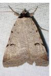 Lygephila craccae